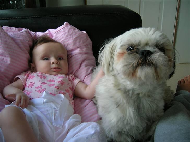 Shih tzu samson - mia og sofia hygger billede 6