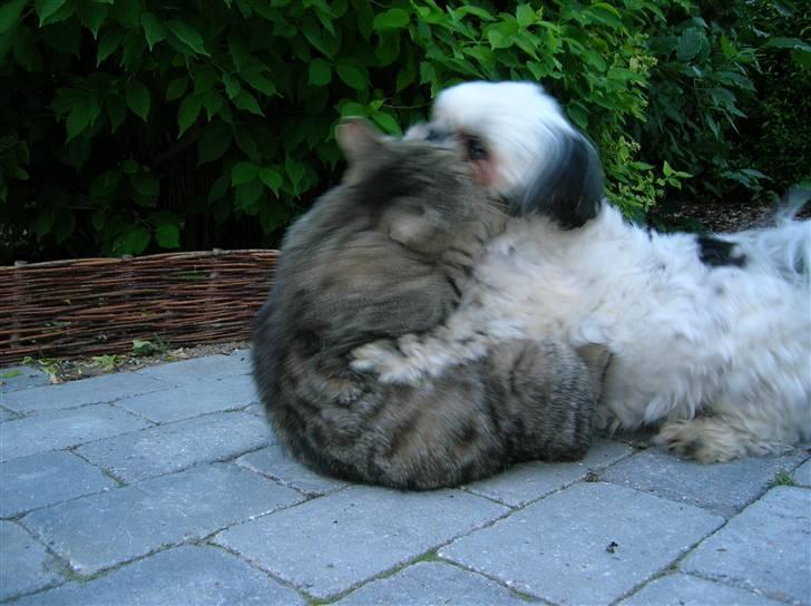 Shih tzu samson - samsons bedste legekammerrat katten oliver billede 7