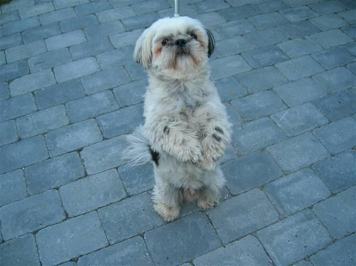 Shih tzu samson - får jeg ikke snart noget billede 8