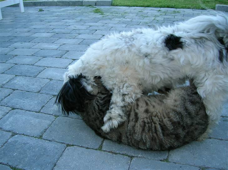 Shih tzu samson - så er det tid til slåskamp igen billede 9