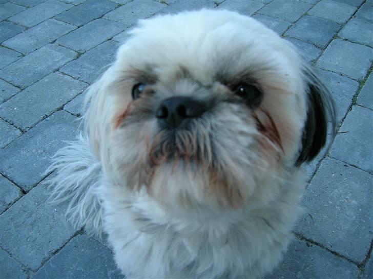 Shih tzu samson - er han ikke dejlig billede 10