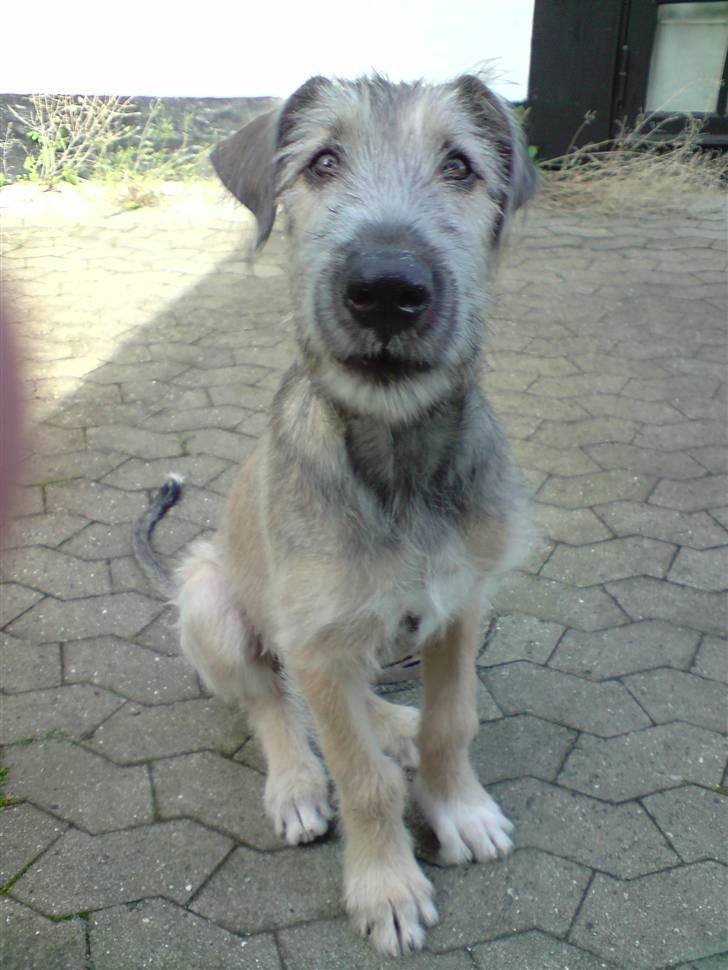 Irsk ulvehund Victor - Flot fyr billede 6