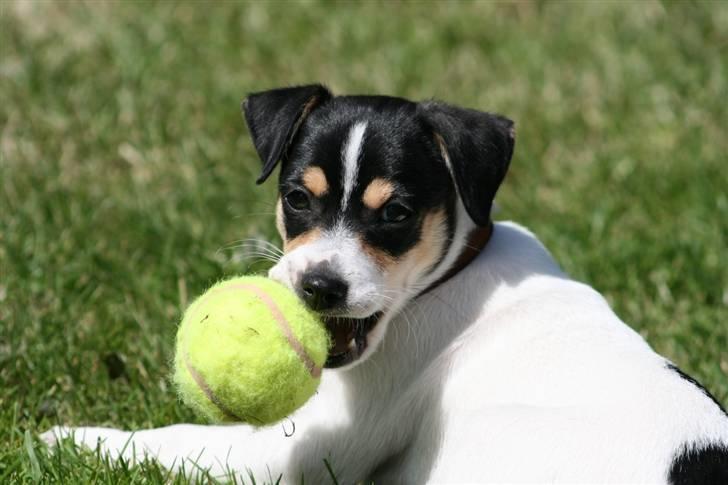 Dansk svensk gaardhund : Buster - Nååårh :´) billede 9