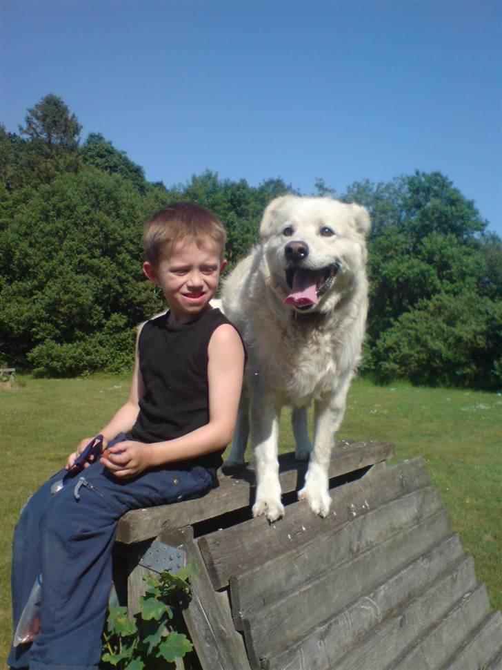 Blanding af racer CHANG - her han hvor han lige er sprunget op til vores ælste dreng billede 1