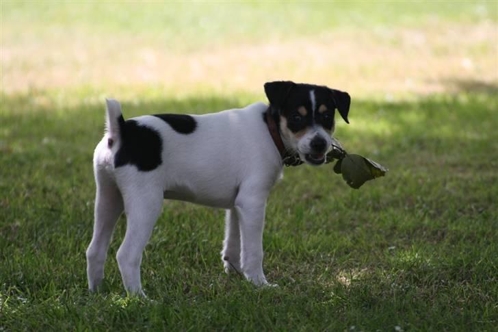 Dansk svensk gaardhund : Buster - Buster-luster-fuster-snuster billede 10