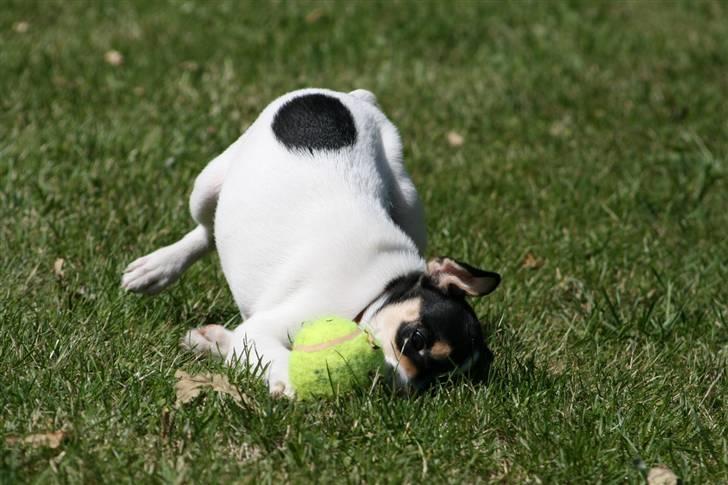 Dansk svensk gaardhund : Buster - "Det er min bold!!" billede 11