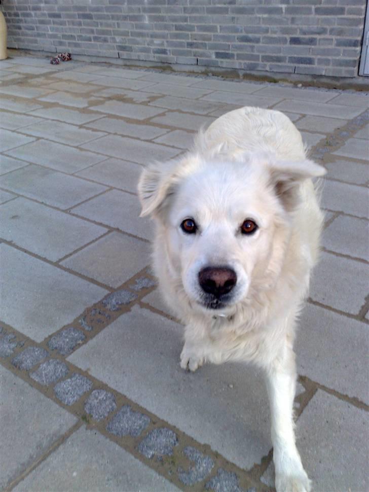 Blanding af racer CHANG - lidt rund er man blevet siden han blev kasteretet billede 2