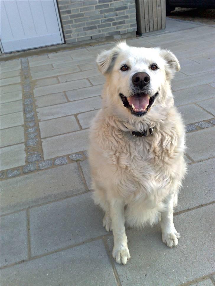 Blanding af racer CHANG - bliv nu færdig billede 3