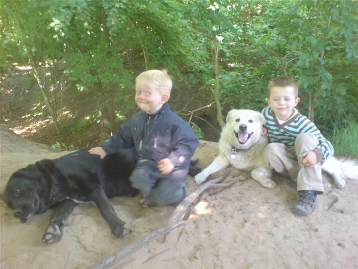 Blanding af racer CHANG billede 4