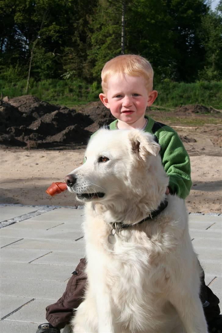 Blanding af racer CHANG billede 5