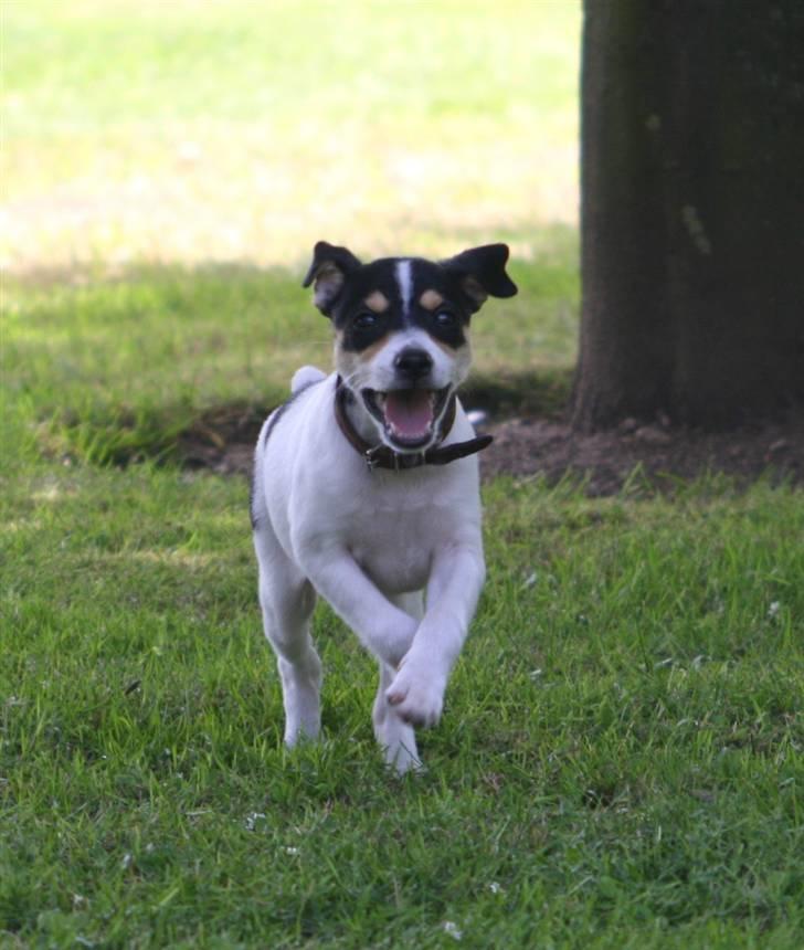 Dansk svensk gaardhund : Buster - "Jajaja nu kommer jeg!" :D billede 12