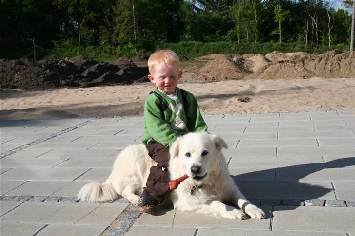 Blanding af racer CHANG billede 6