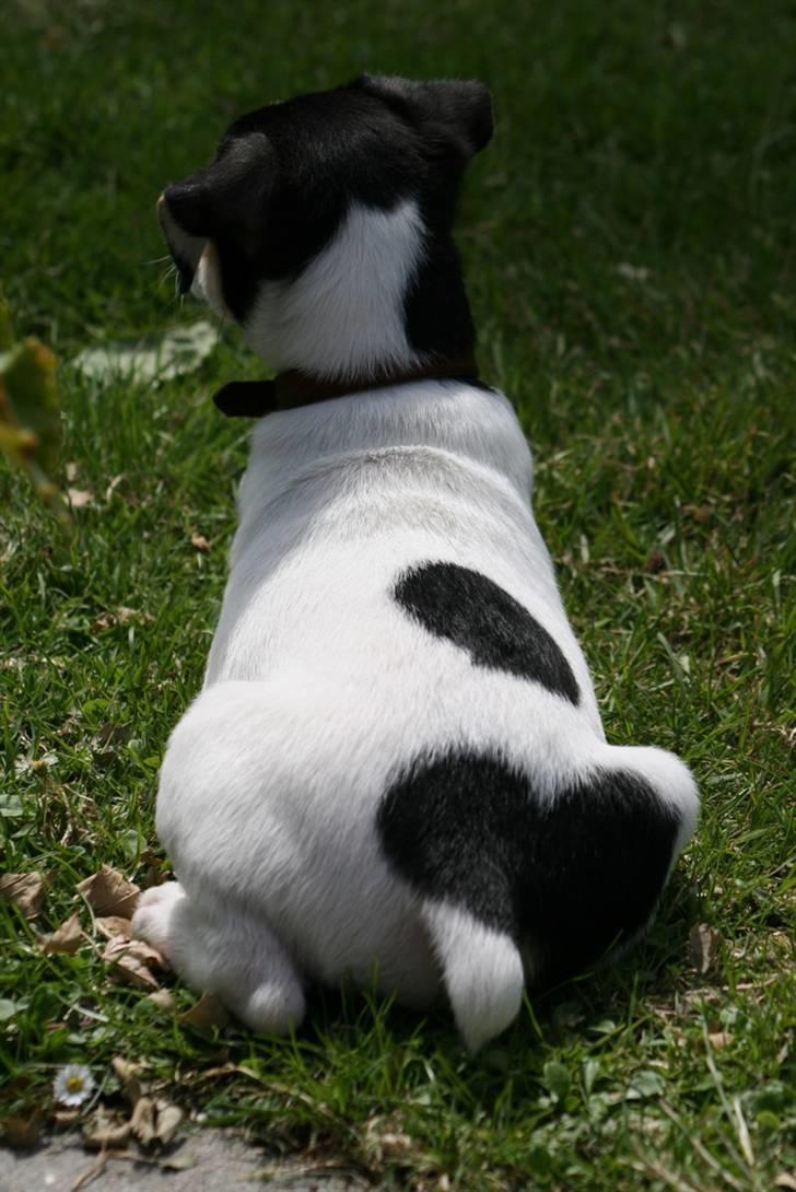 Dansk svensk gaardhund : Buster - Busters mås :D Se hans hjerte ved halen :´) billede 13
