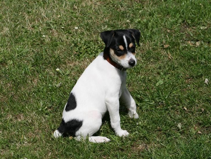 Dansk svensk gaardhund : Buster - Buster er smukkeluk :D billede 14