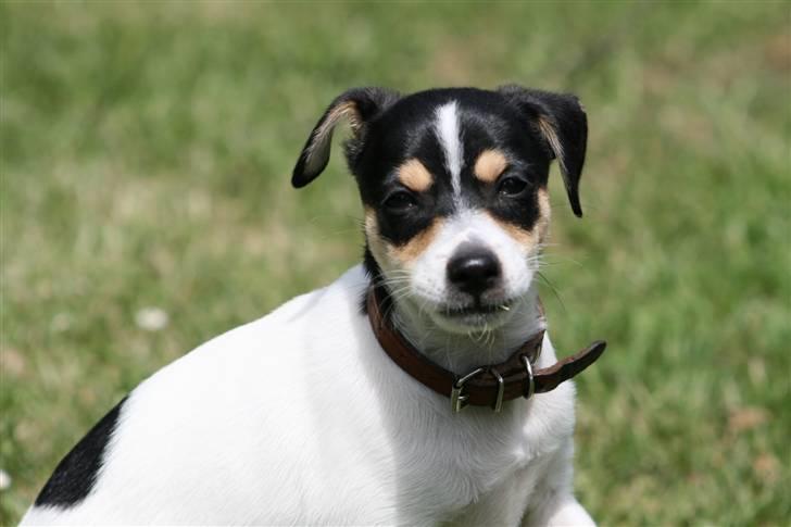 Dansk svensk gaardhund : Buster - Nuuurh :´D billede 15