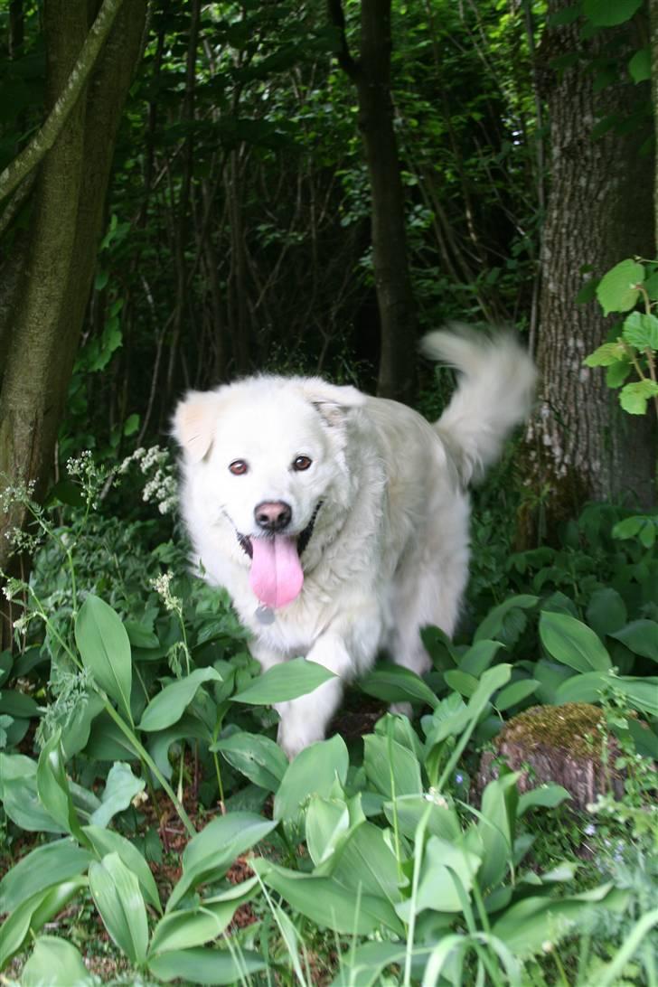 Blanding af racer CHANG billede 7