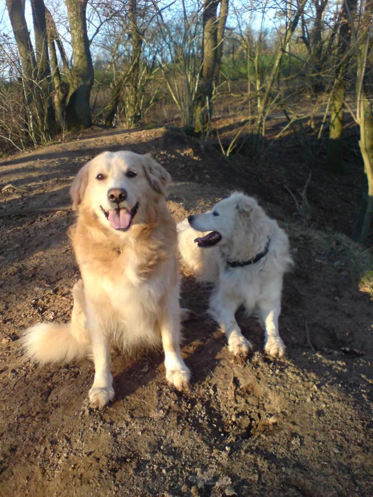 Blanding af racer CHANG billede 8