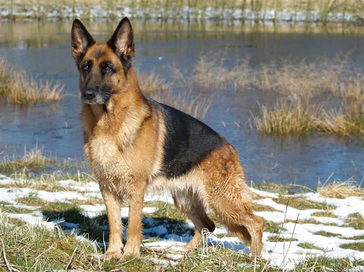 Schæferhund Heilei`s Ferrari. billede 20