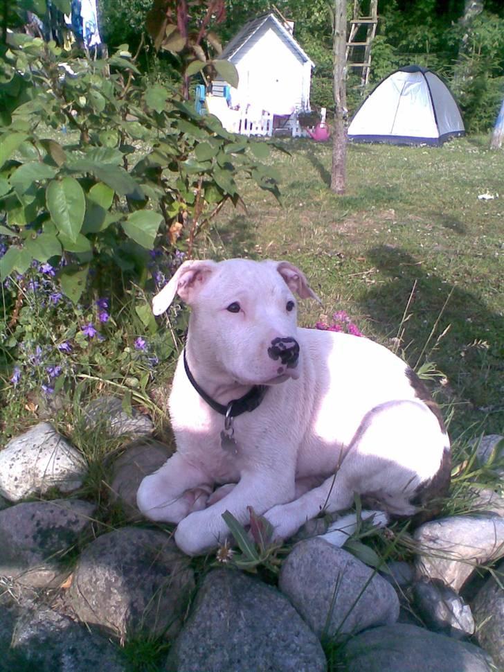 Blanding af racer Emma billede 5