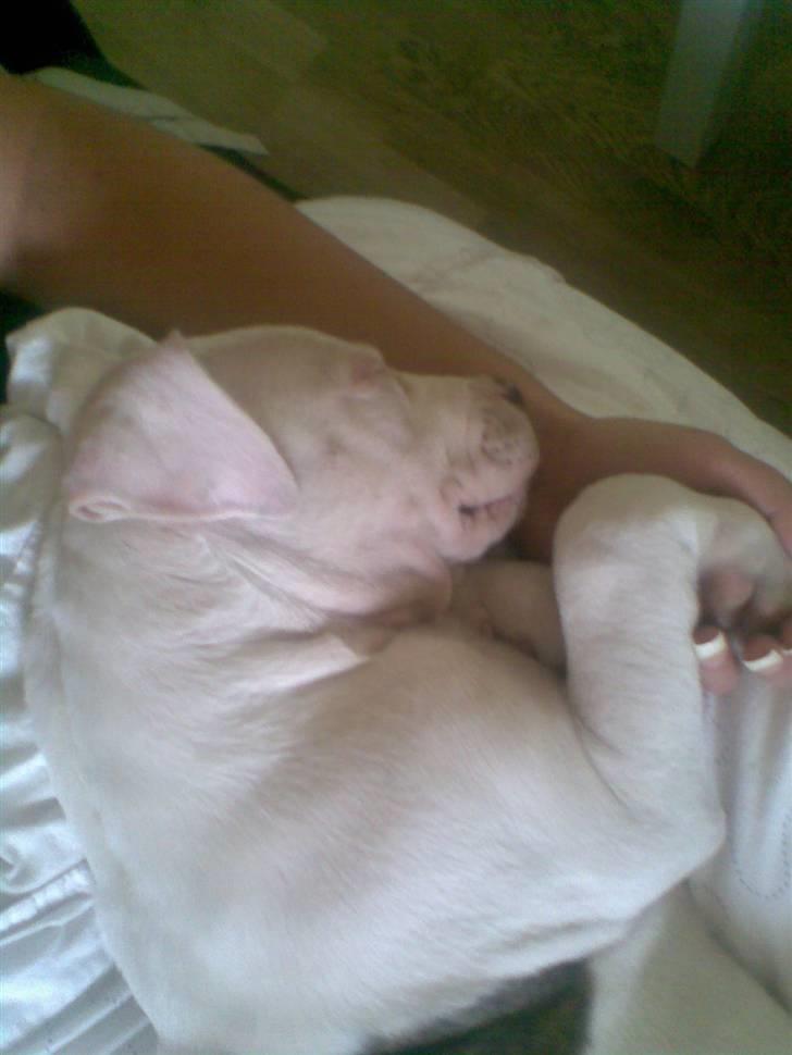 Blanding af racer Emma - dejligt en lur billede 6