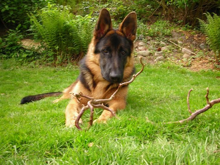 Schæferhund Chiko billede 1