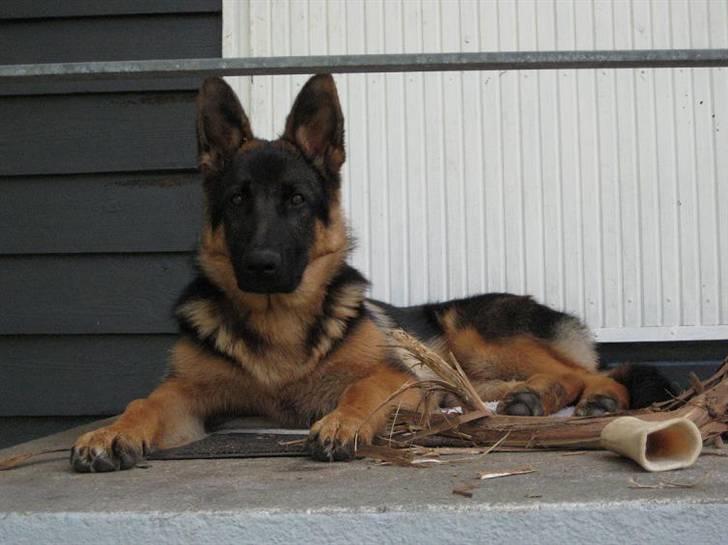 Schæferhund Chiko billede 2