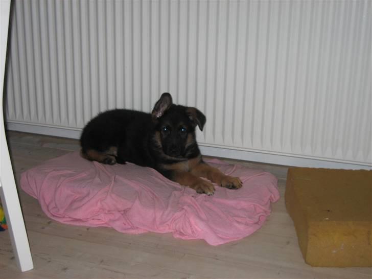 Schæferhund Chiko billede 3