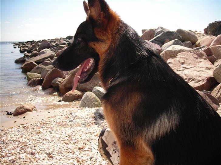 Schæferhund Chiko billede 4