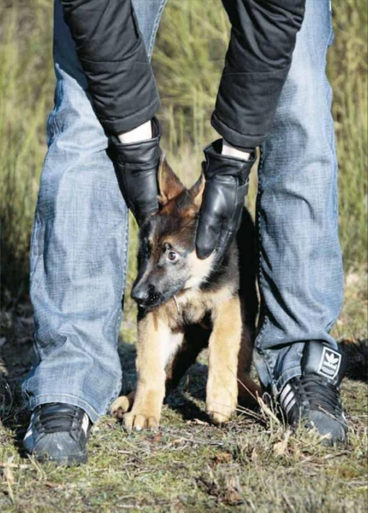 Schæferhund Chiko billede 5