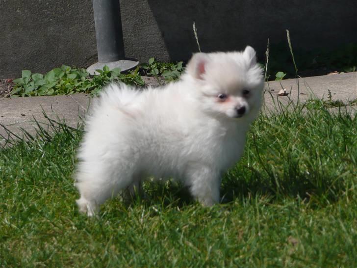 Pomeranian Lullu billede 8