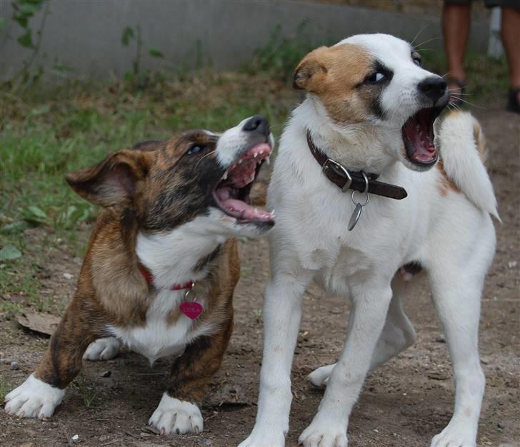 Norrbottenspids Spidsbjørnens Kenai - Norrbottenspidsen Kenai & Hans kæreste Welsh Corgi Cardigan´en Luka (som er samme alder) er begyndt til kor, og det går utrolig godt :) - talent har de fannme billede 16