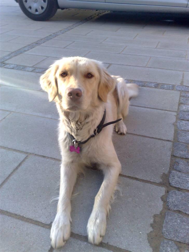 Blanding af racer Laika billede 1