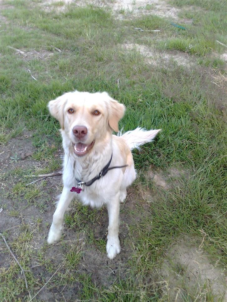 Blanding af racer Laika billede 2