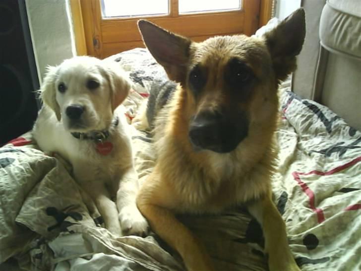 Blanding af racer Sif - Gizmo & Sif ligger og slapper af. billede 10