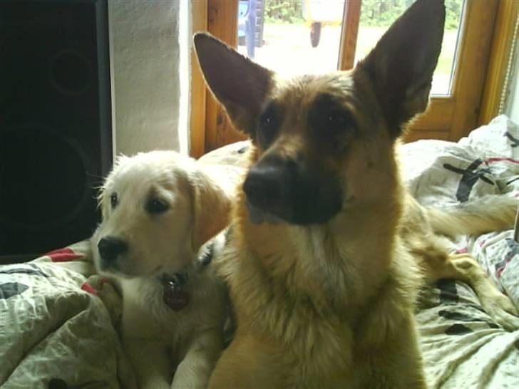 Blanding af racer Sif - Gizmo & Sif er trætte efter at de har været i hundeskoven. billede 11