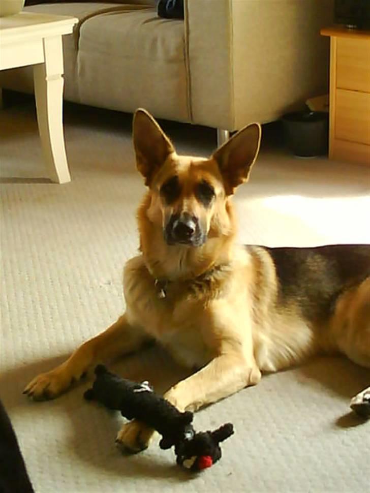 Blanding af racer Sif - Sif lytter billede 12