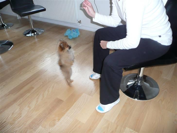 Pomeranian Nala billede 9