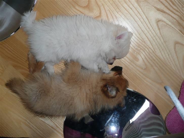 Pomeranian Nala billede 10