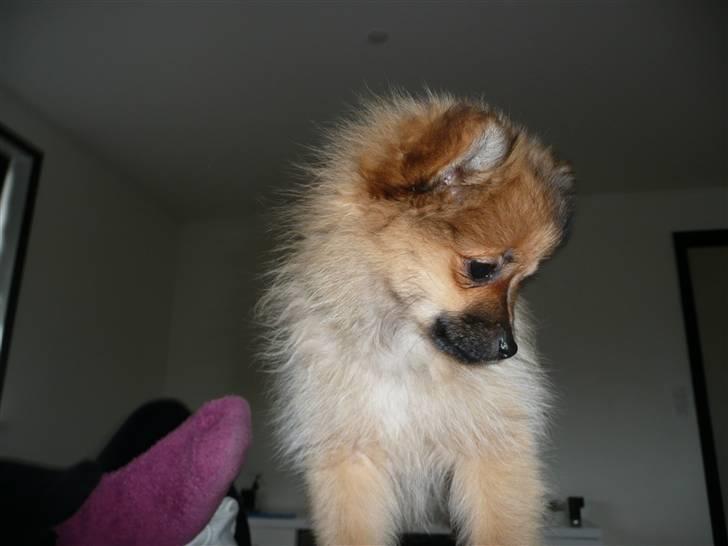 Pomeranian Nala billede 11