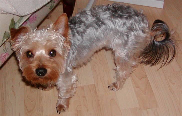 Yorkshire terrier Sniffer - 28. juni 2008 billede 14