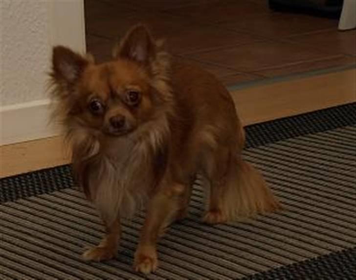 Chihuahua Chico billede 2