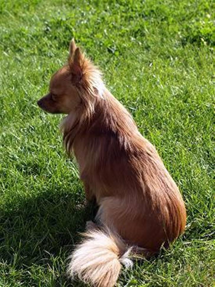 Chihuahua Chico billede 3