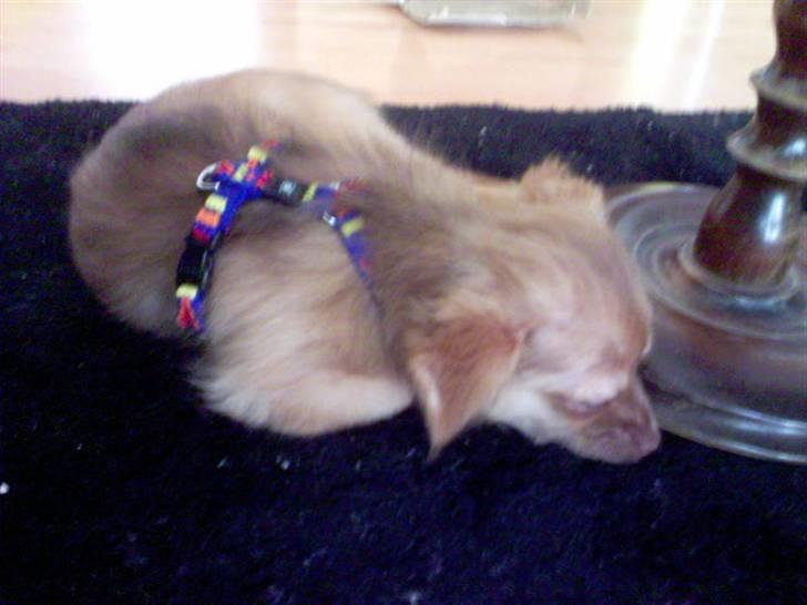 Chihuahua Chico billede 4