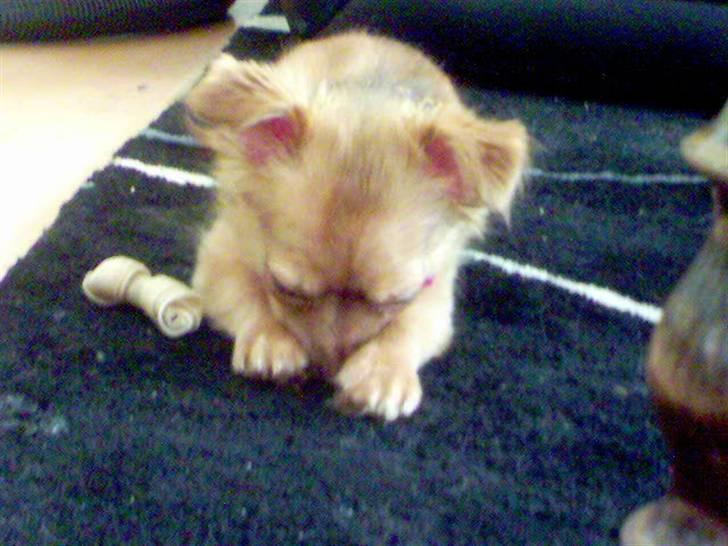 Chihuahua Chico billede 5