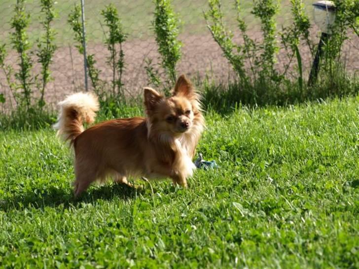 Chihuahua Chico billede 6