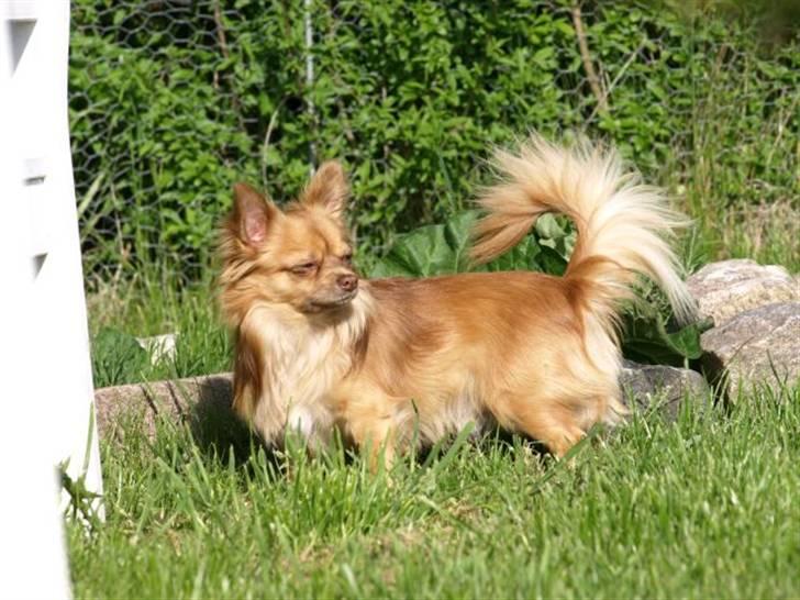 Chihuahua Chico billede 7