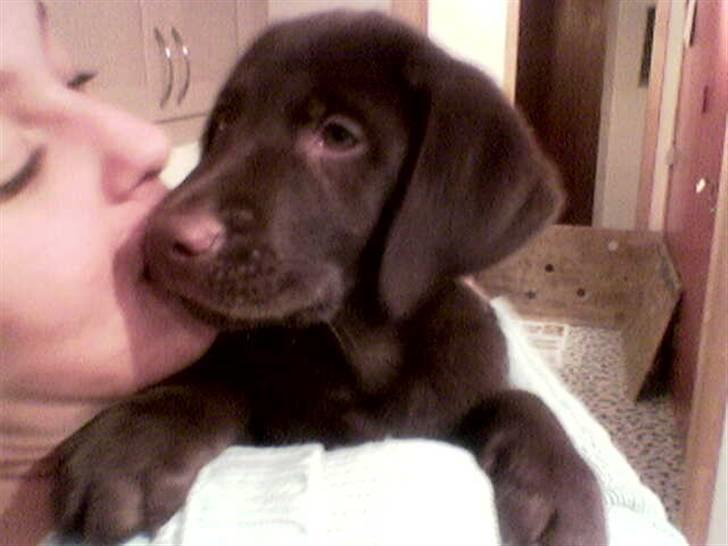 Blanding af racer Balto - Balto 8 uger, få dage før vi fik ham hjem. billede 8