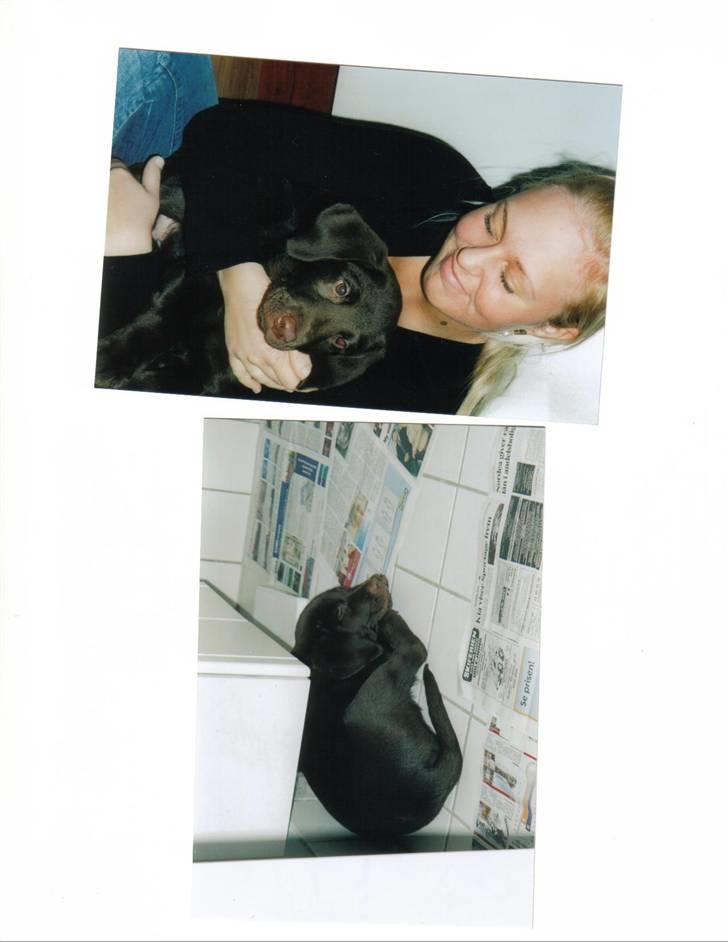 Blanding af racer Balto - Her er han omkring 9 uger. Lige efter vi fik ham hjem. billede 9