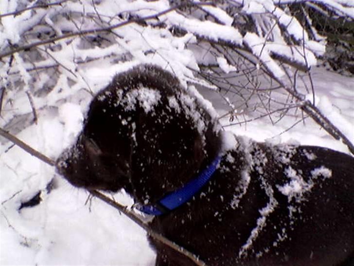 Blanding af racer Balto - Sne er fantastisk, og man er vel en vinterhund. billede 10