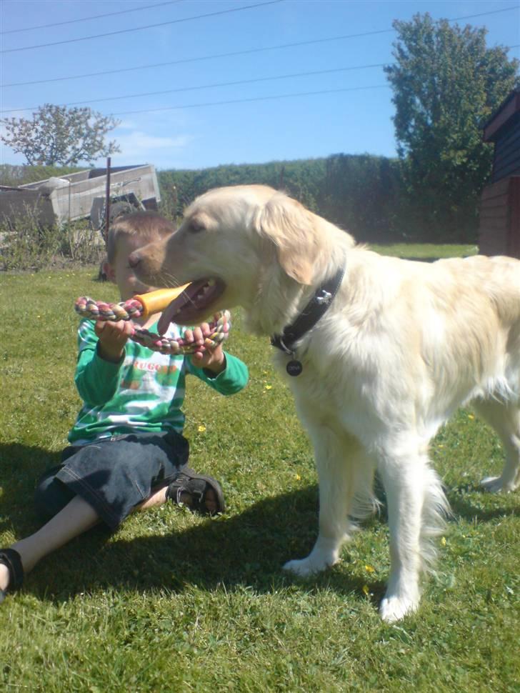 Blanding af racer Laika billede 3